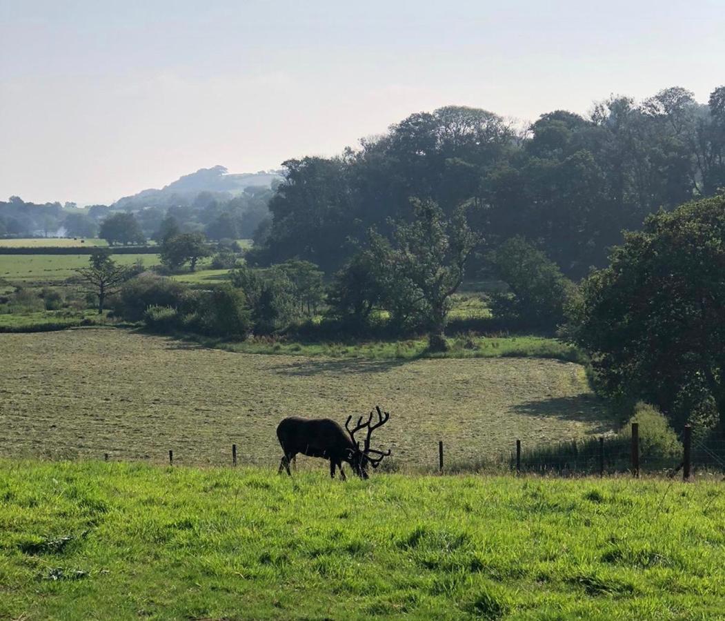 Отель The Reindeer Retreat Buttercup Twin Kidwelly Экстерьер фото