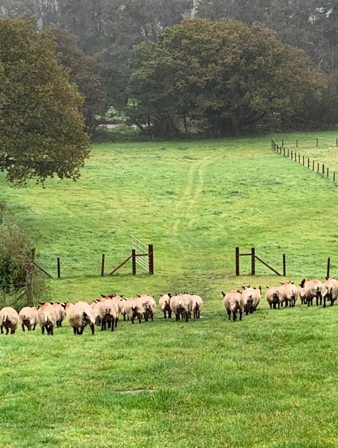 Отель The Reindeer Retreat Buttercup Twin Kidwelly Экстерьер фото